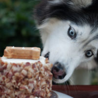 husky-birthday-cake