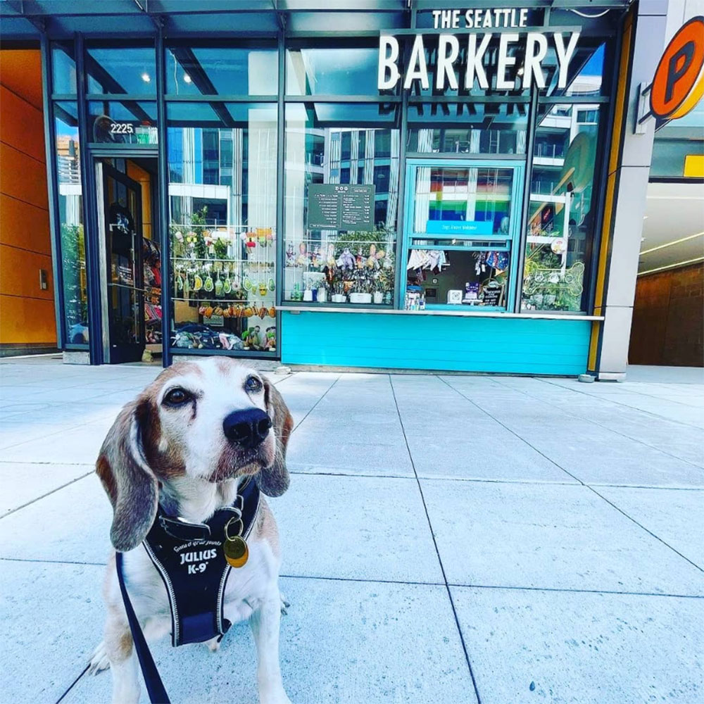 Roscoe The Beagle in front of Seattle's Dog Bakery The Seattle Barkery