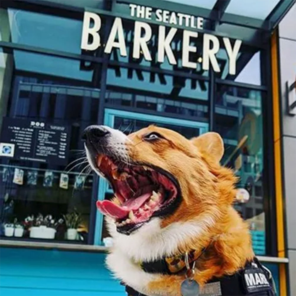 Cute Corgi at Seattle's premier dog treat shop in South Lake Union, Puget Sound